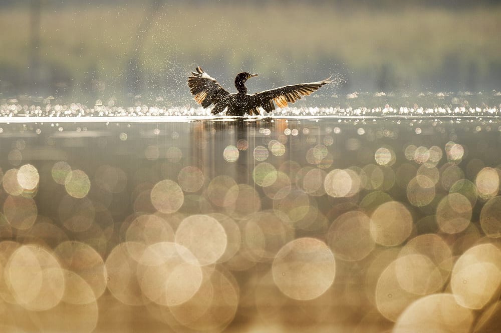 bird-1867066_1920