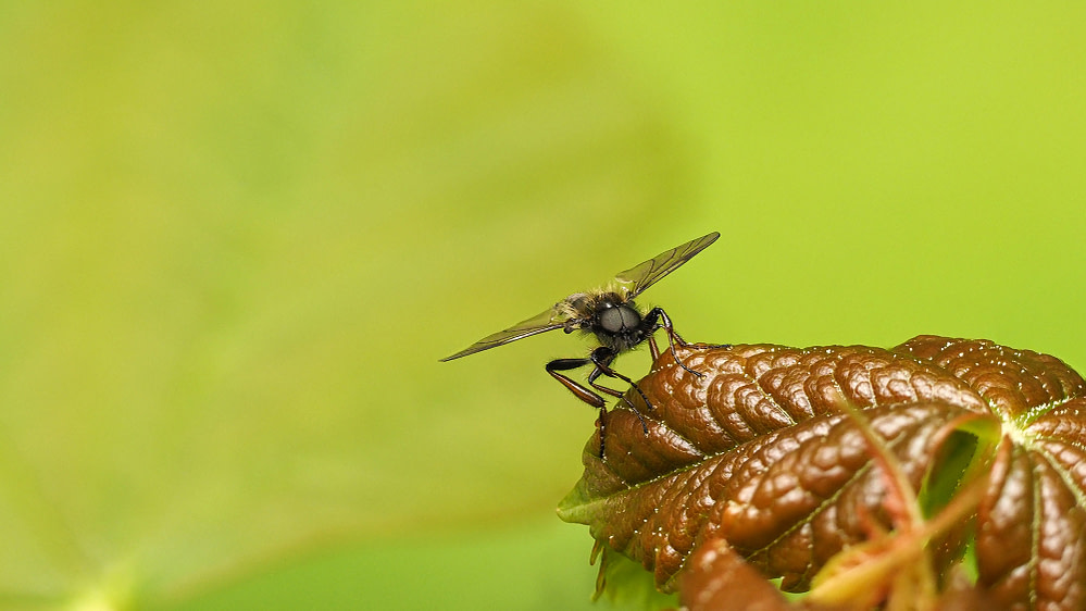 fly