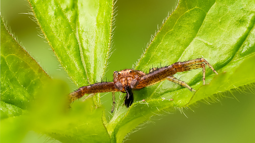 spider