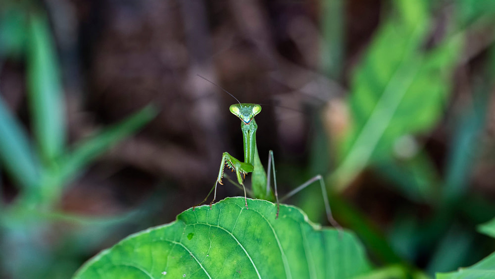 mantis