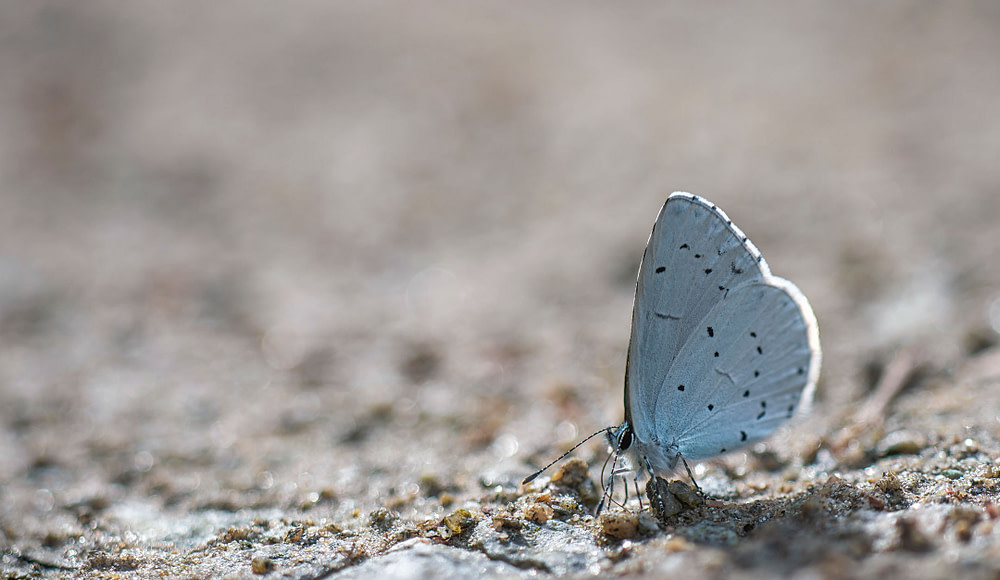 Schmetterling2
