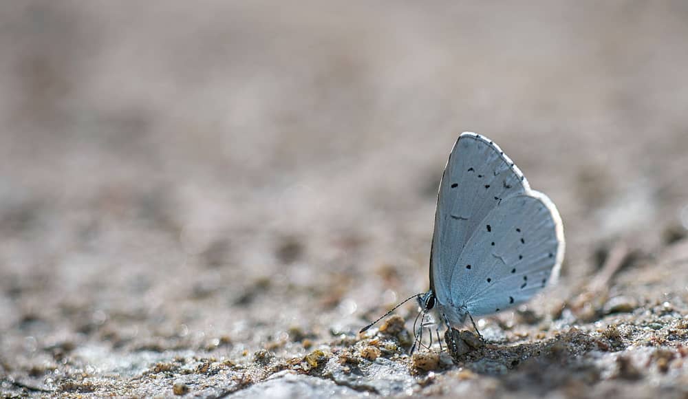 Schmetterling2