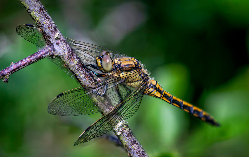 Libelle