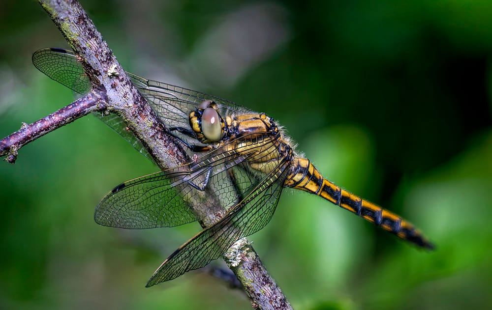 Libelle