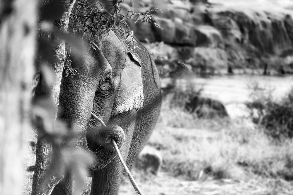 DSC06674bw