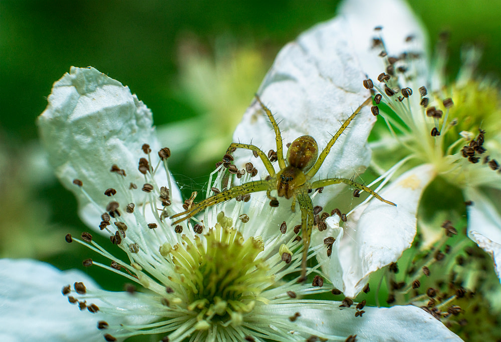 Spider5s