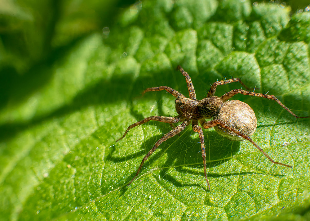 Spider1