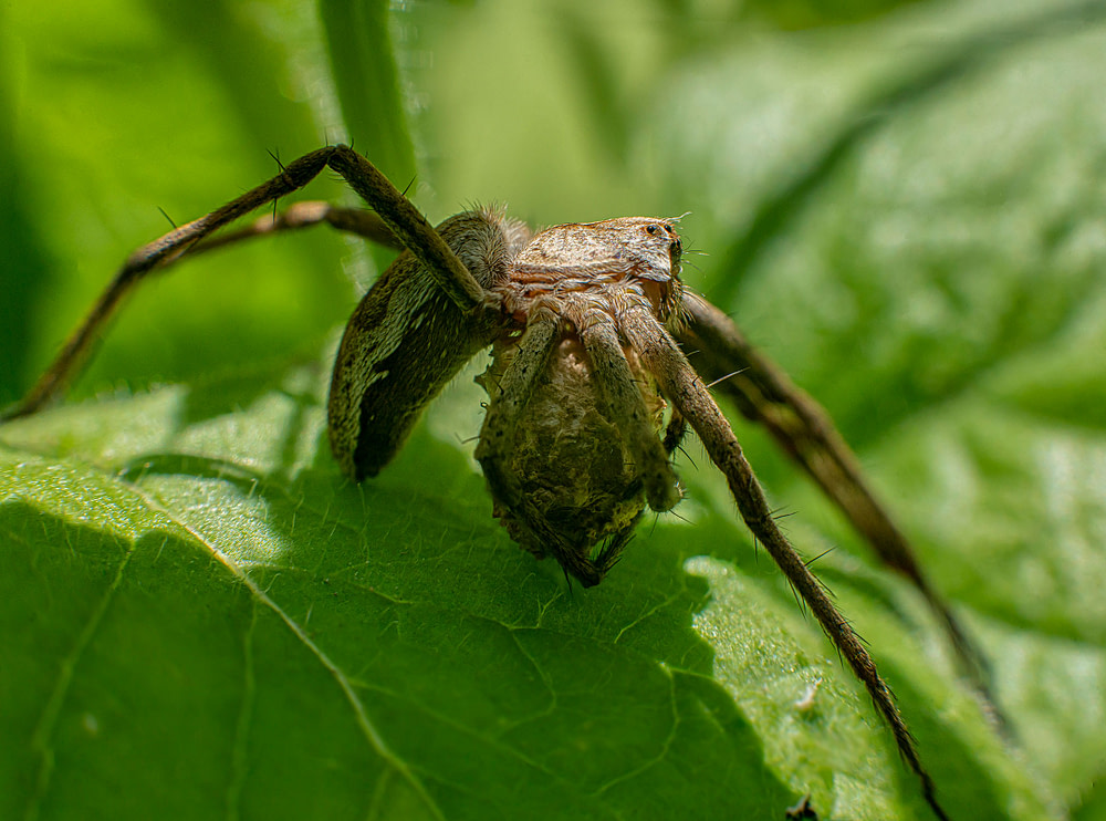 Spider-2