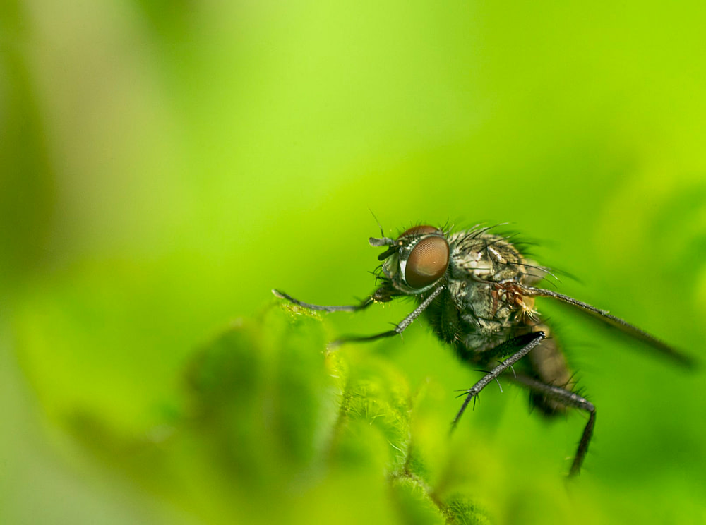 fly