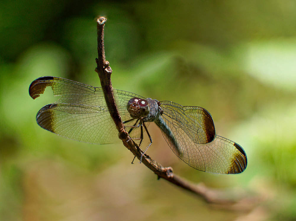 Libelle5