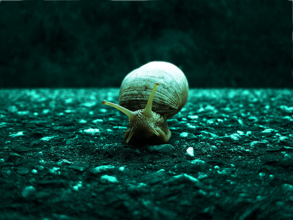 Magic Snail 3