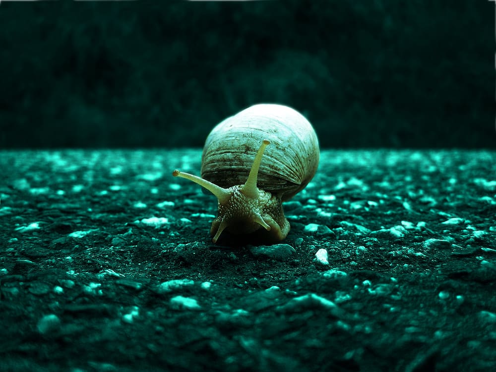 Magic Snail 3