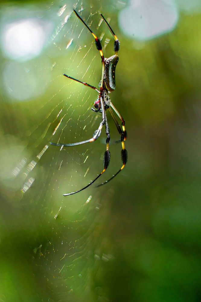 Spinne3