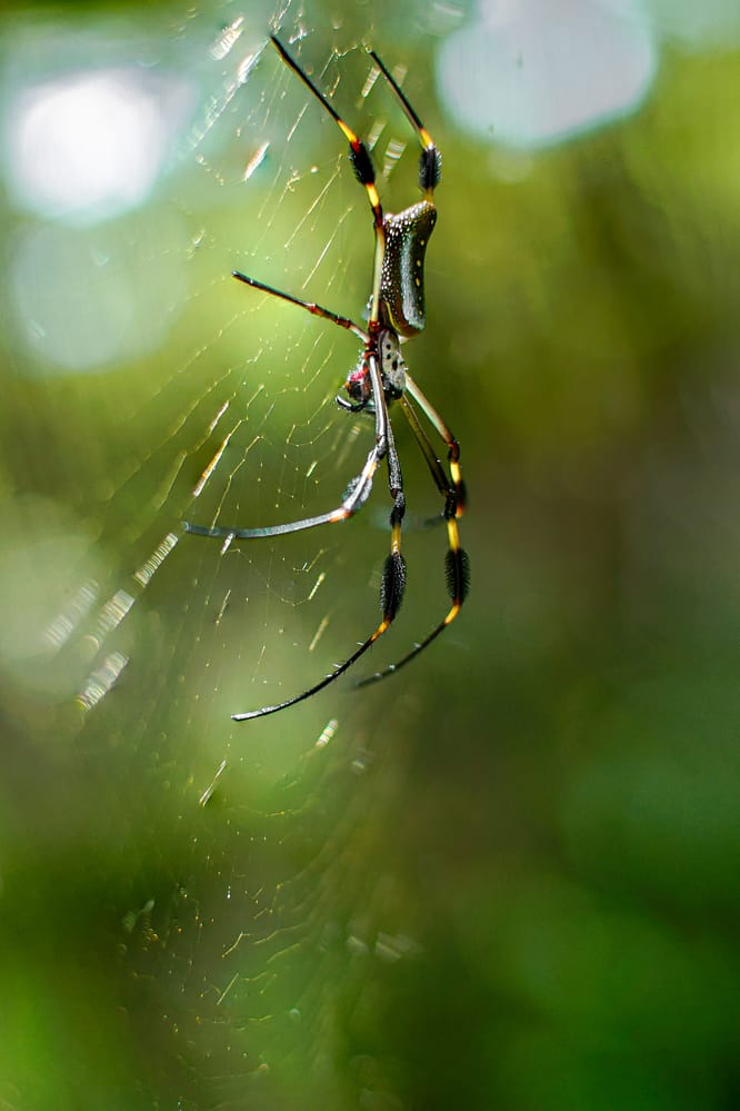 Spinne3
